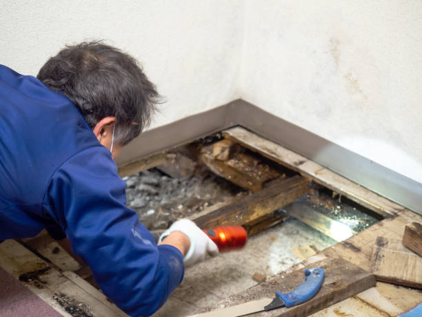 Best Office Mold Removal Services  in Ferrum, VA
