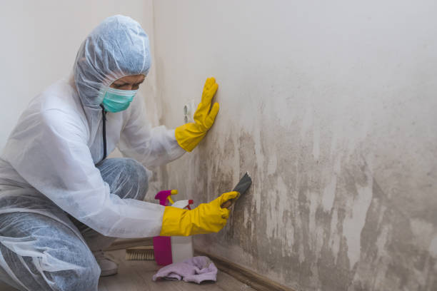 Best Mold Damage Repair  in Ferrum, VA