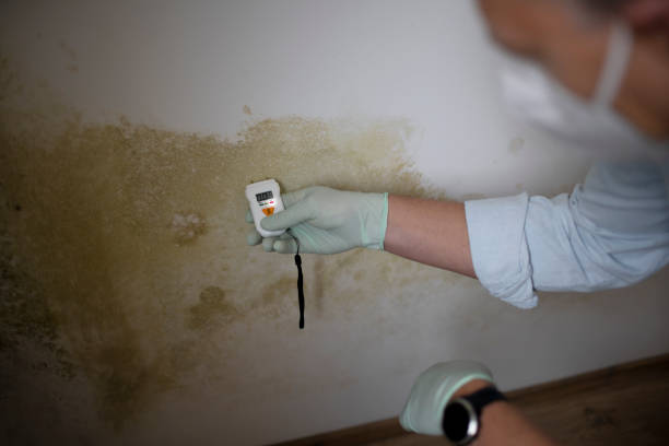 Best Toxic Mold Removal  in Ferrum, VA