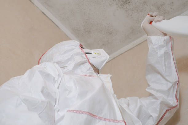 Best Certified Mold Removal  in Ferrum, VA