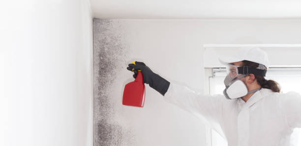 Best Home Mold Removal  in Ferrum, VA