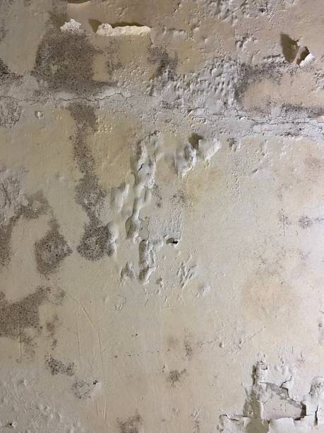 Best Mold Testing  in Ferrum, VA