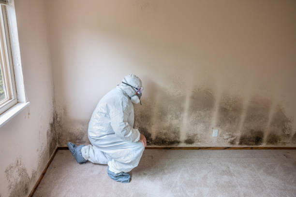 Certified Mold Removal in Ferrum, VA