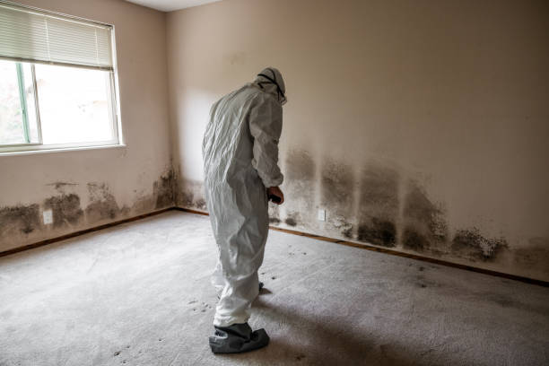 Best Certified Mold Removal  in Ferrum, VA