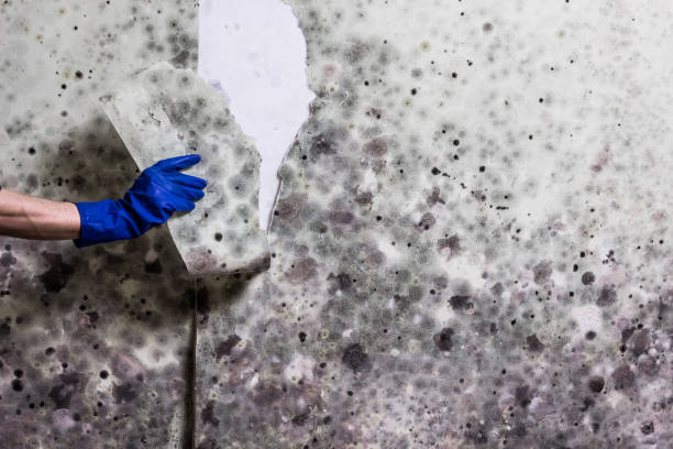 Best Attic Mold Removal  in Ferrum, VA