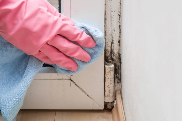 Best Toxic Mold Removal  in Ferrum, VA